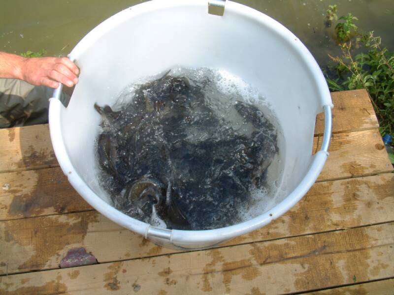 First stocking of carp