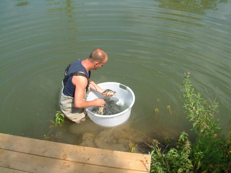 Gettiong ready to release the carp